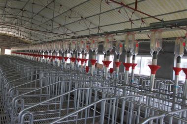 Ladă de gestație pentru porci pentru porci Tabă unică galvanizată